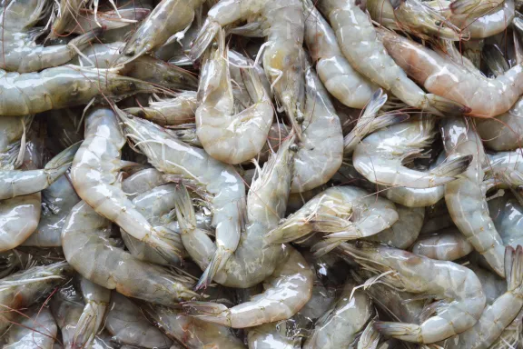 Crevettes Grises Moyennes (80/100 Pièces par KG) par 100 grs