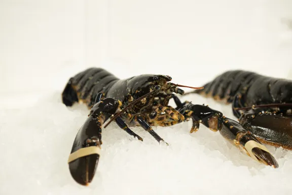 Homard Bleu cuit frais 650/800 grs / Pièce