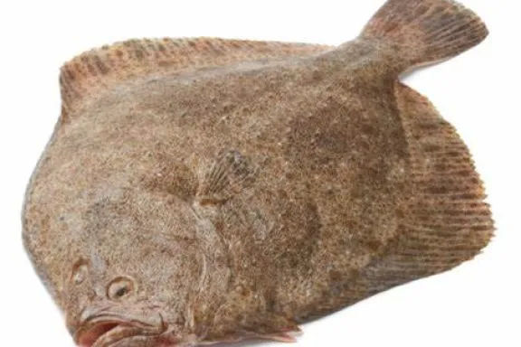 Turbot Sauvage P/B 2/3 KG