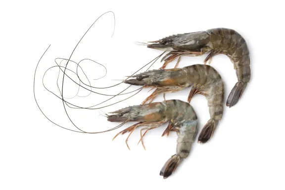 Gambas Sauvages Crues Géantes 4 PIECES AU KILO