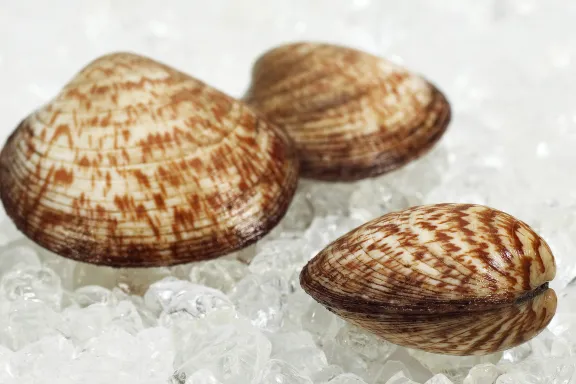 Amandes de Mer (8/10 Pièces Par KG) par 100 grs (2 Pces)